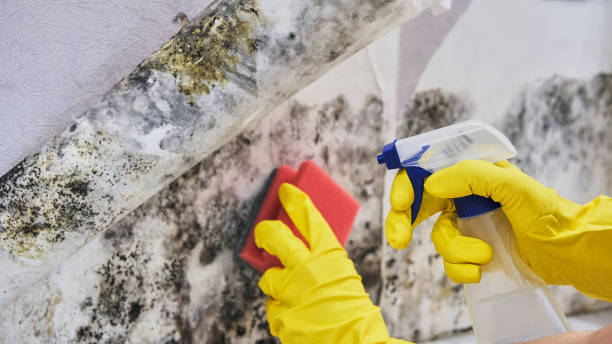 Best Asbestos and Lead Testing During Mold Inspection  in Laconia, NH